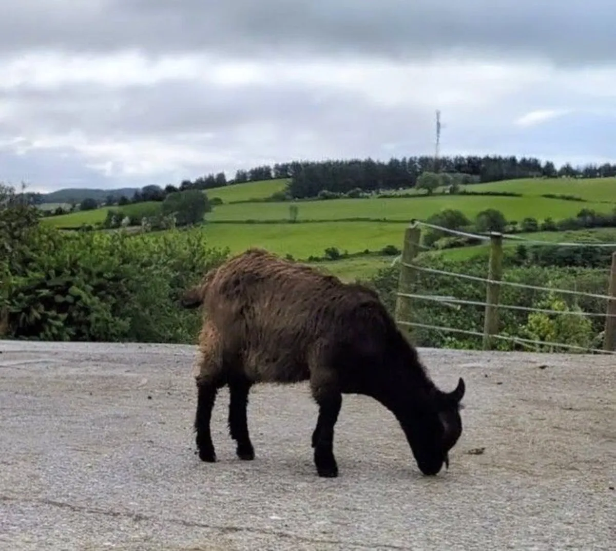 Female Goat - Image 3