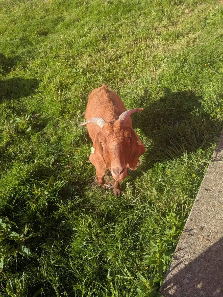 Female Goat - Image 4