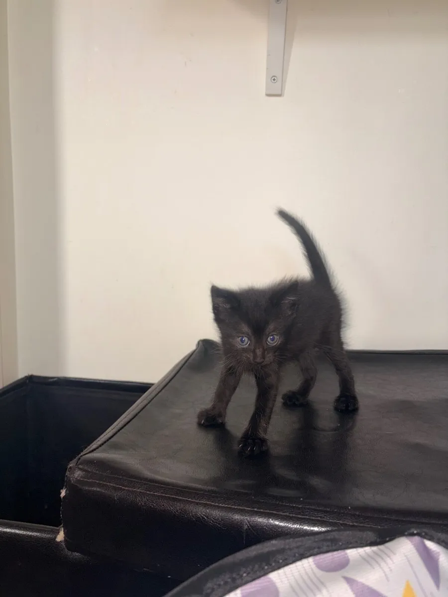 Kittens, raised with kids/dogs&lotsoflove❤️ - Image 3