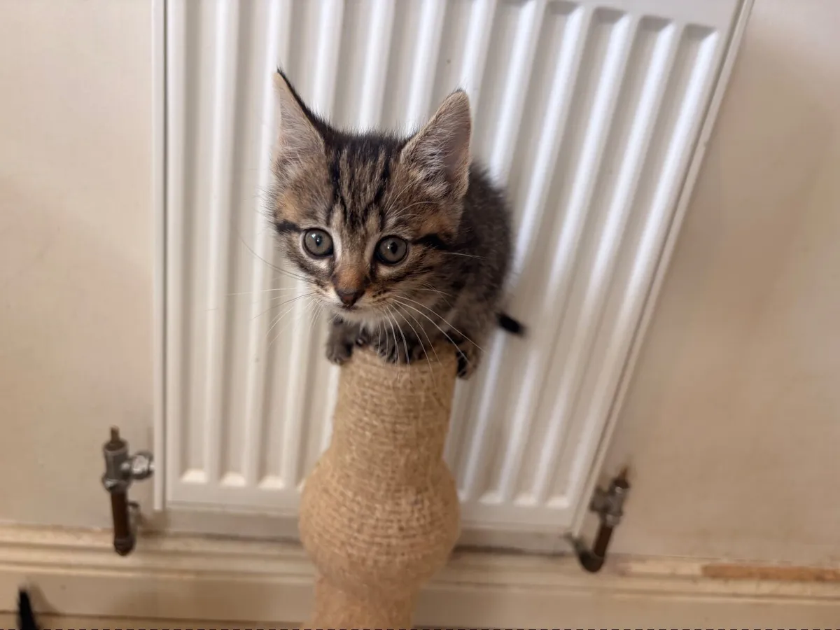 Kittens, raised with kids/dogs&lotsoflove❤️ - Image 4