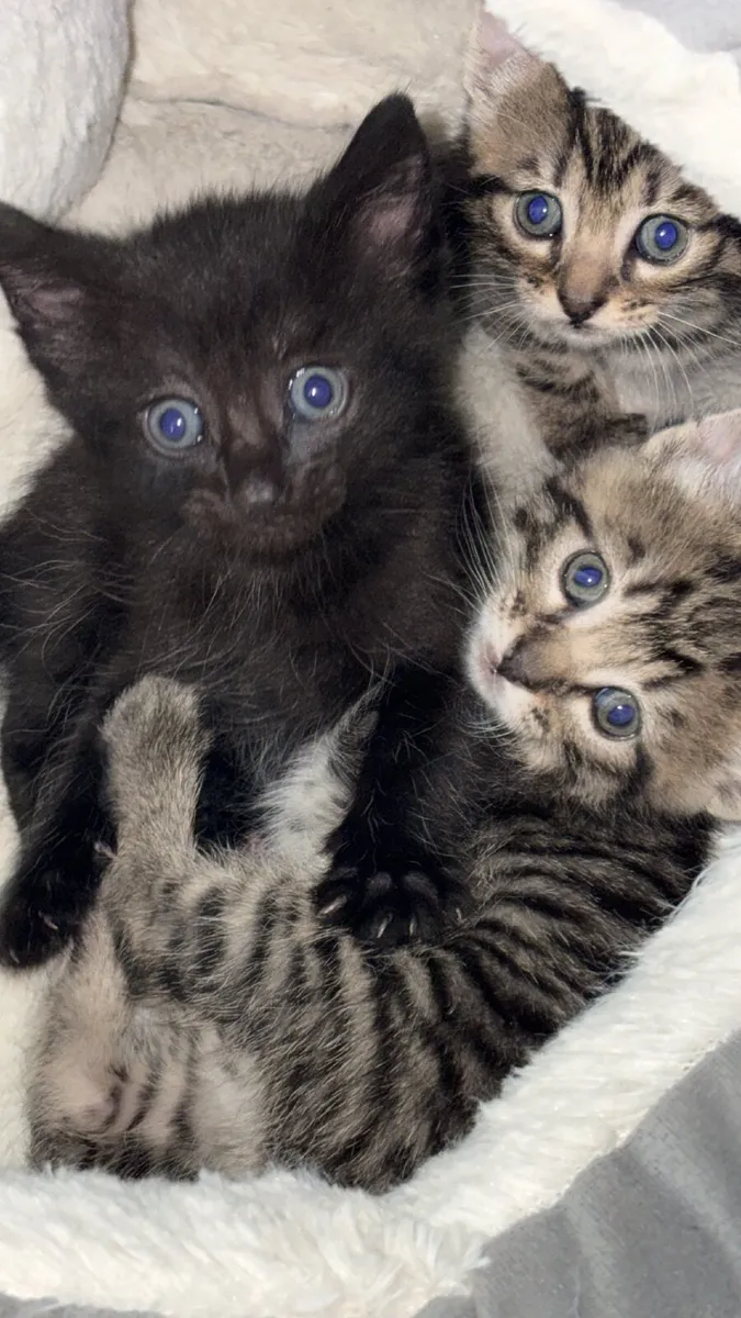 Kittens, raised with kids/dogs&lotsoflove❤️ - Image 2