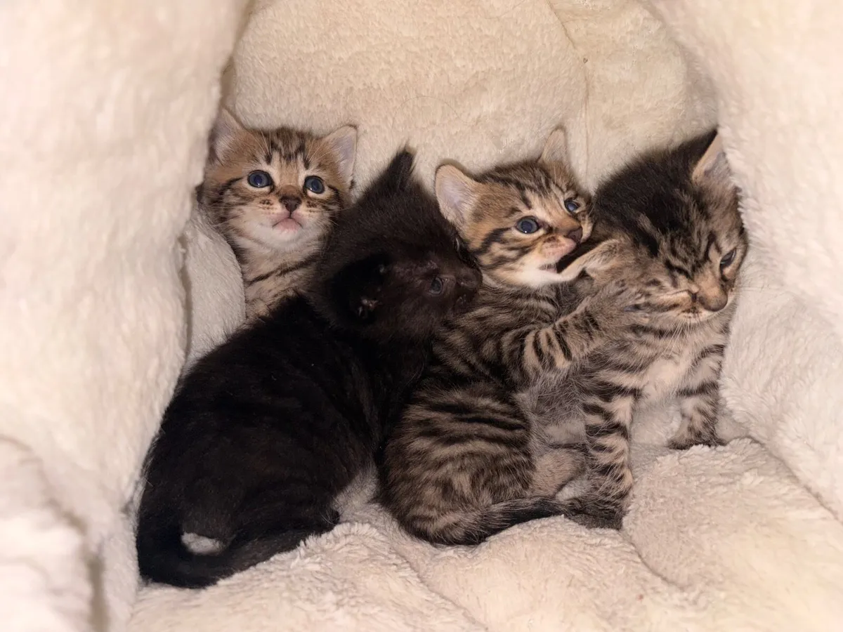 Kittens, raised with kids/dogs&lotsoflove❤️ - Image 1