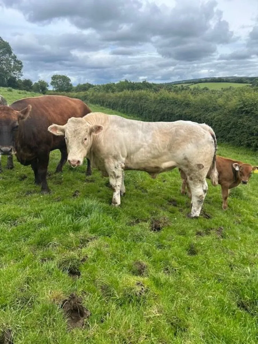 bull - Image 1