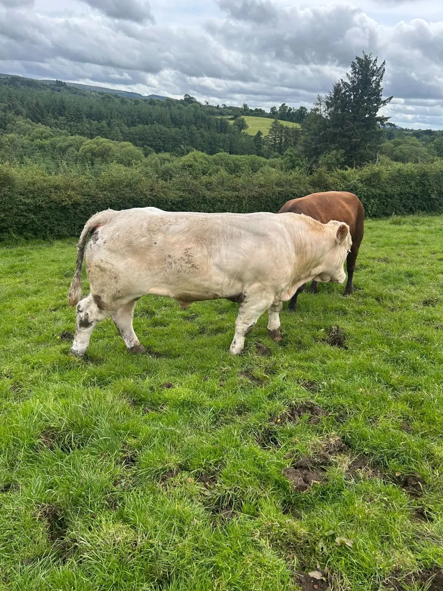 bull - Image 3