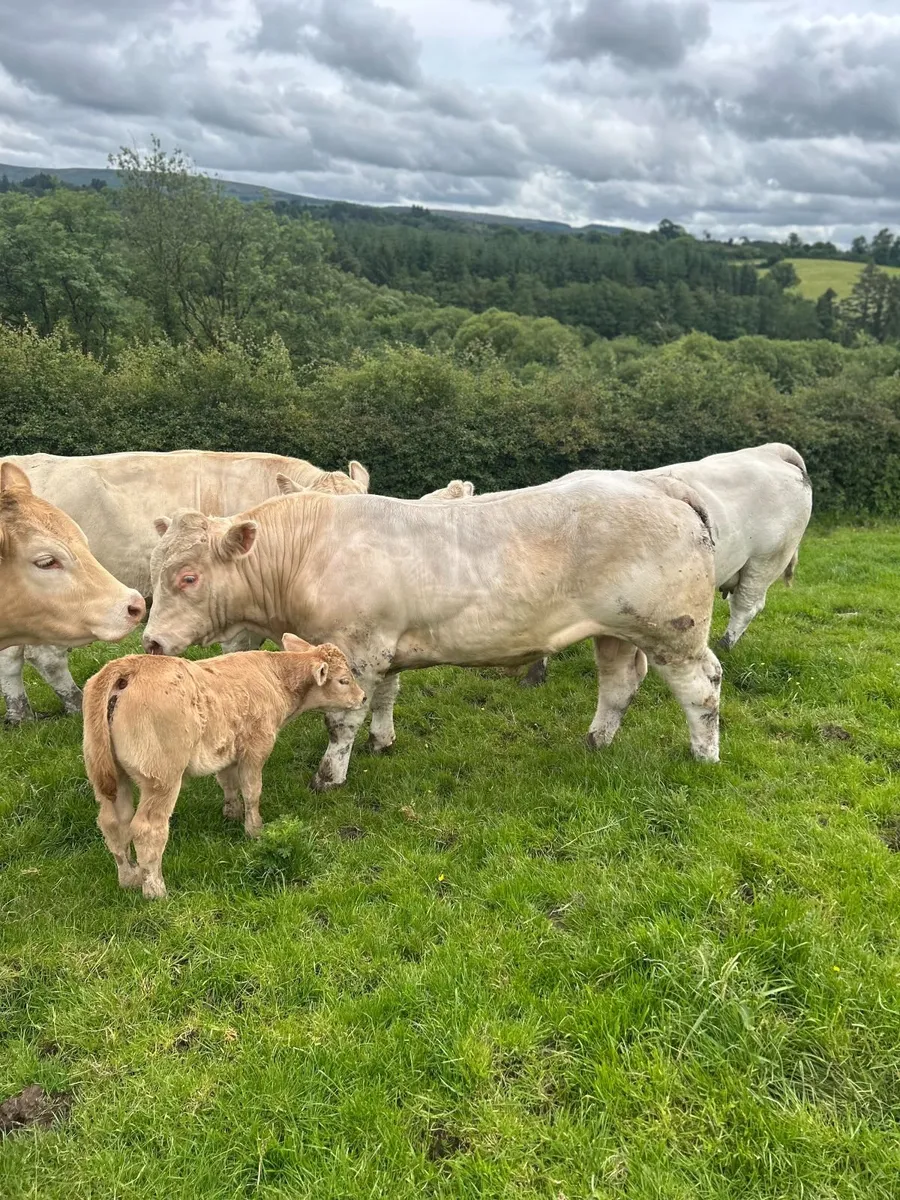 bull - Image 2
