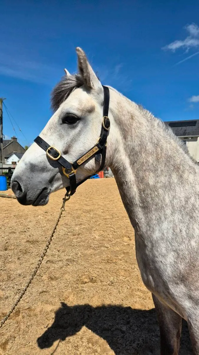 Fabulous 15'1 Connamara Pony - Image 3