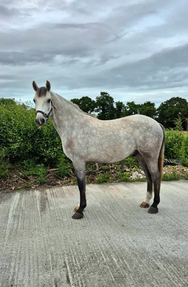 Fabulous 15'1 Connamara Pony - Image 1
