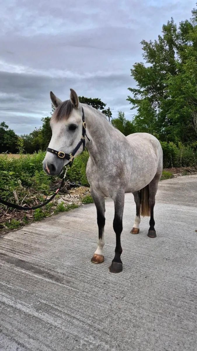 Fabulous 15'1 Connamara Pony - Image 2