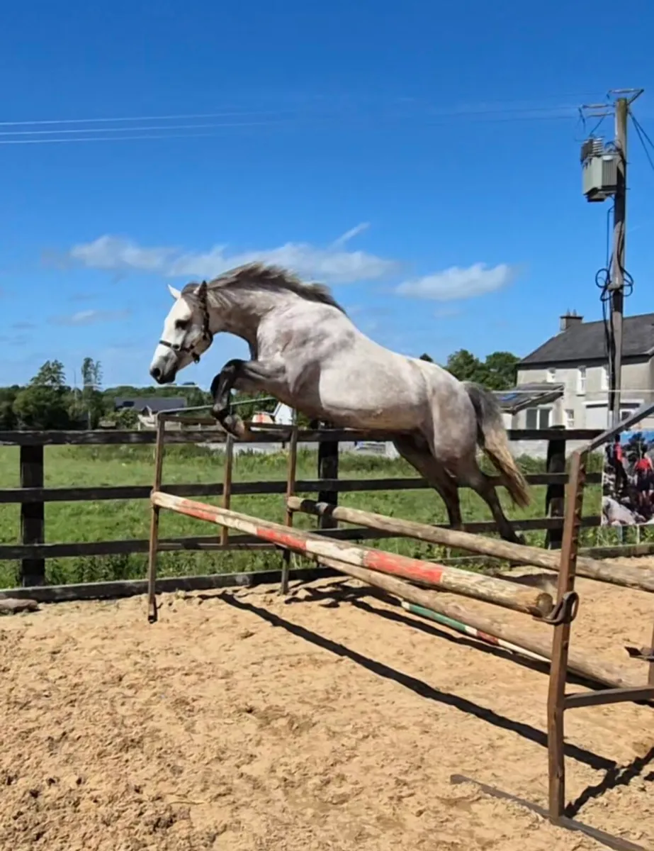 Fabulous 15'1 Connamara Pony - Image 4
