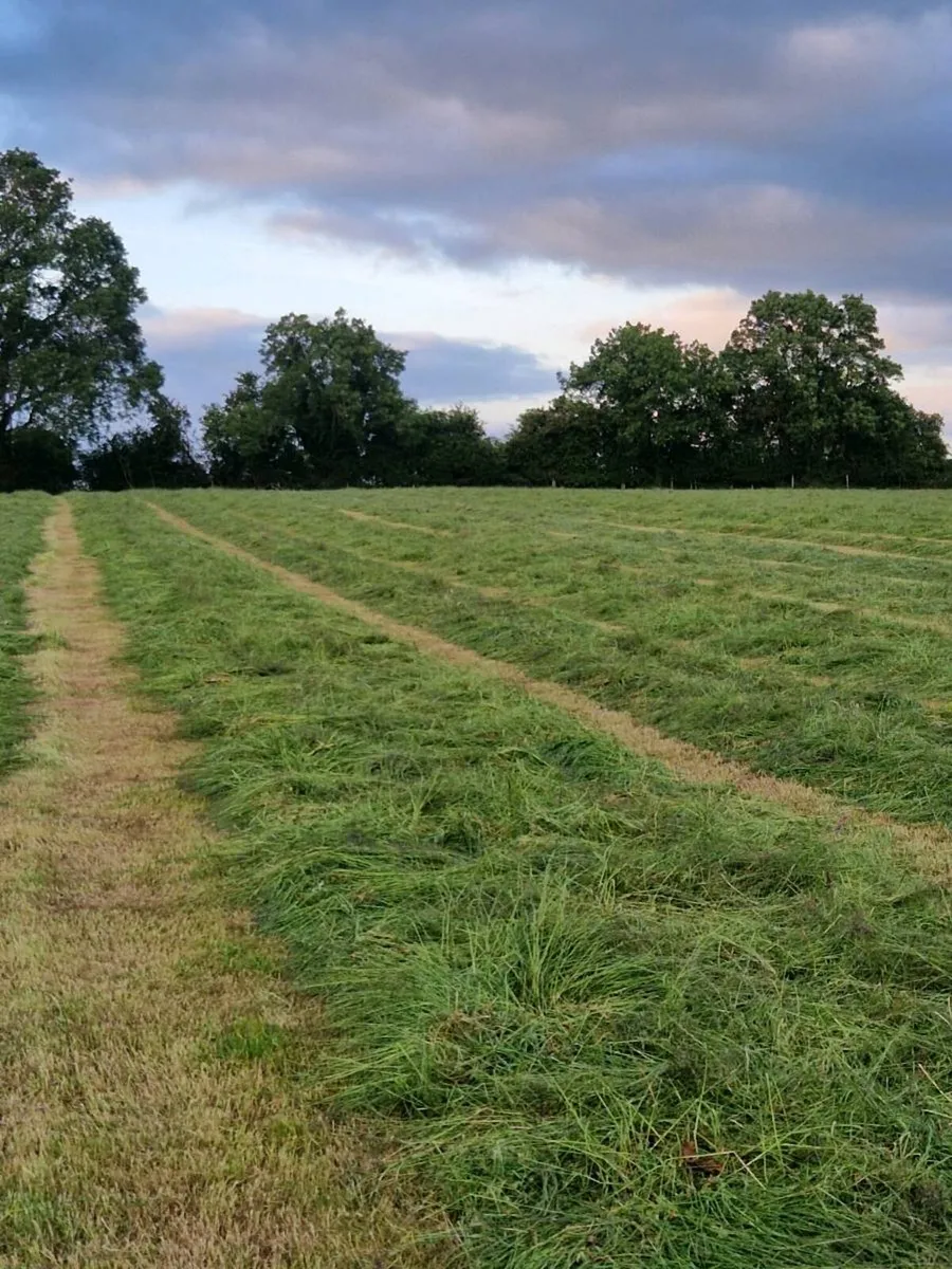 Bale silage - Image 4