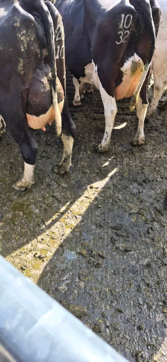 Dairy cows - Image 1