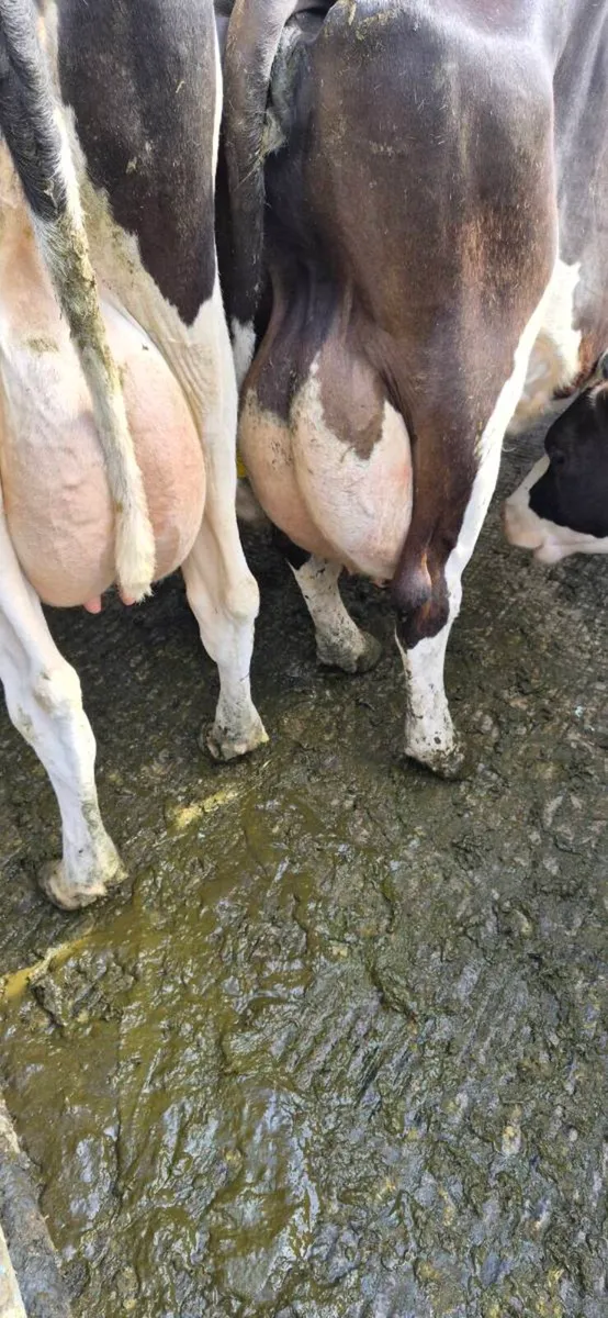 Dairy cows - Image 2