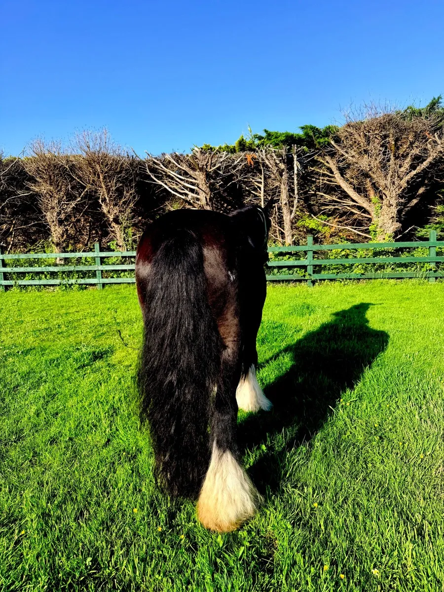 Heavy Mare in foal - Image 4