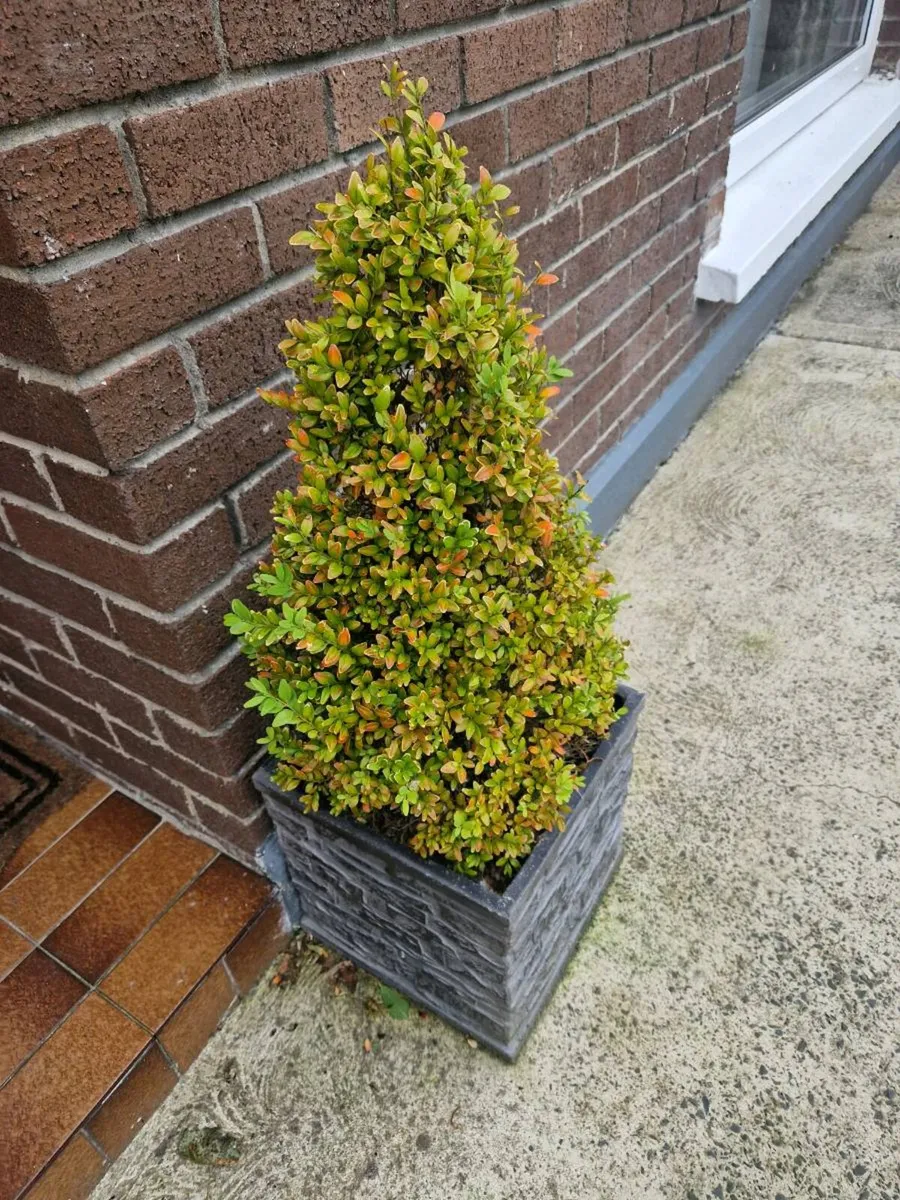 Free Shrubs - Image 1