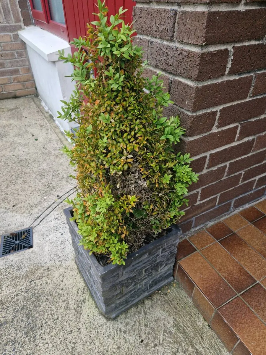 Free Shrubs - Image 2