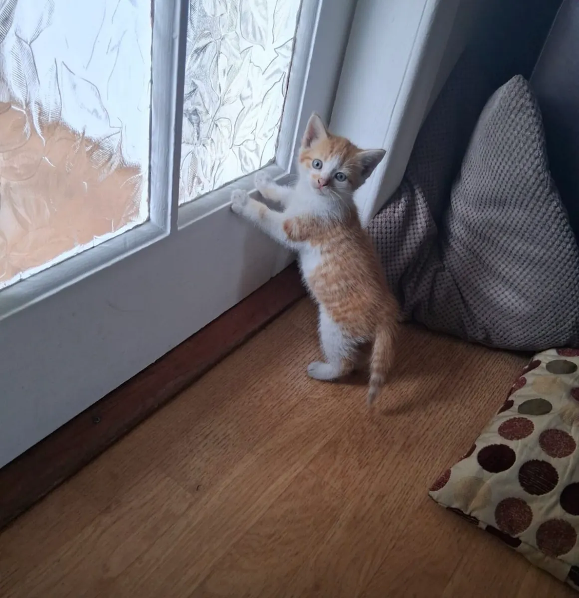 Beautiful Kittens - Image 4