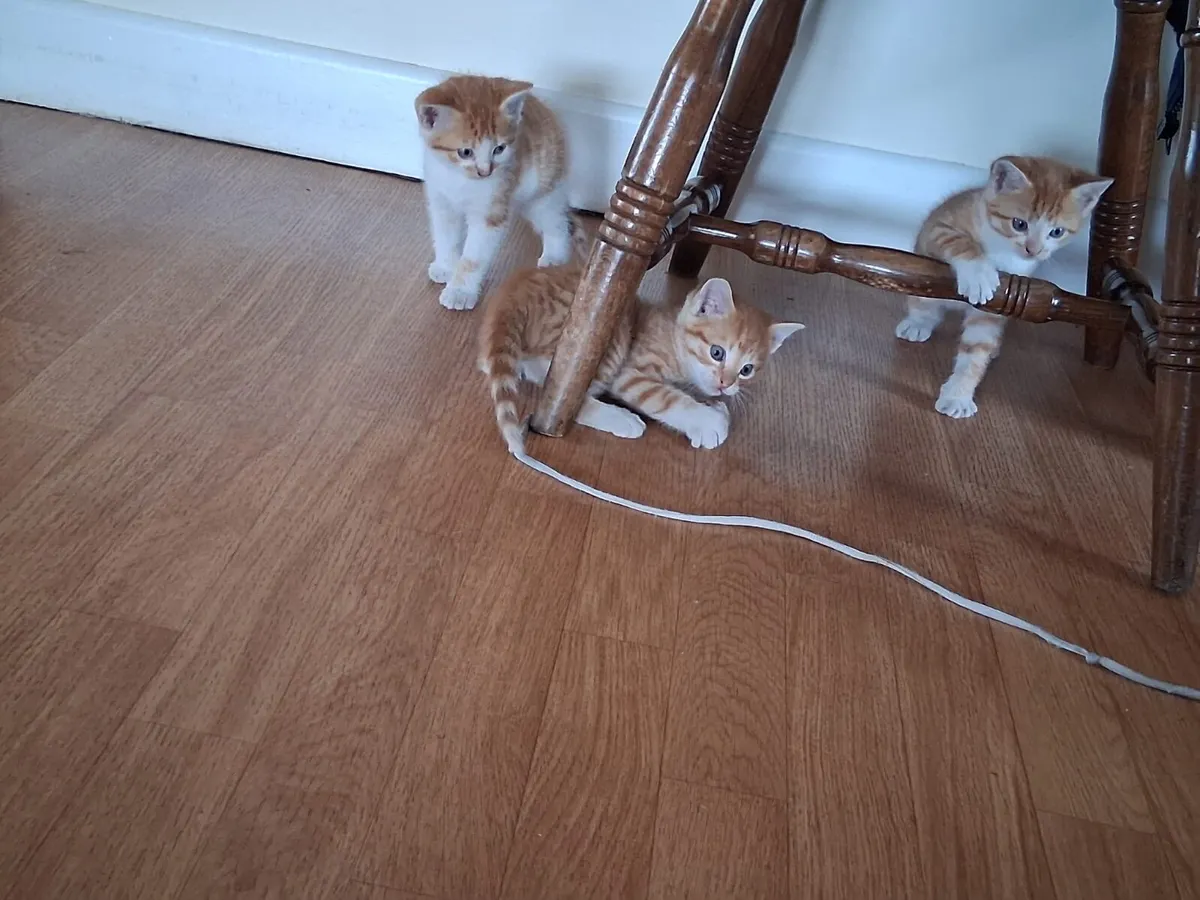 Beautiful Kittens - Image 1