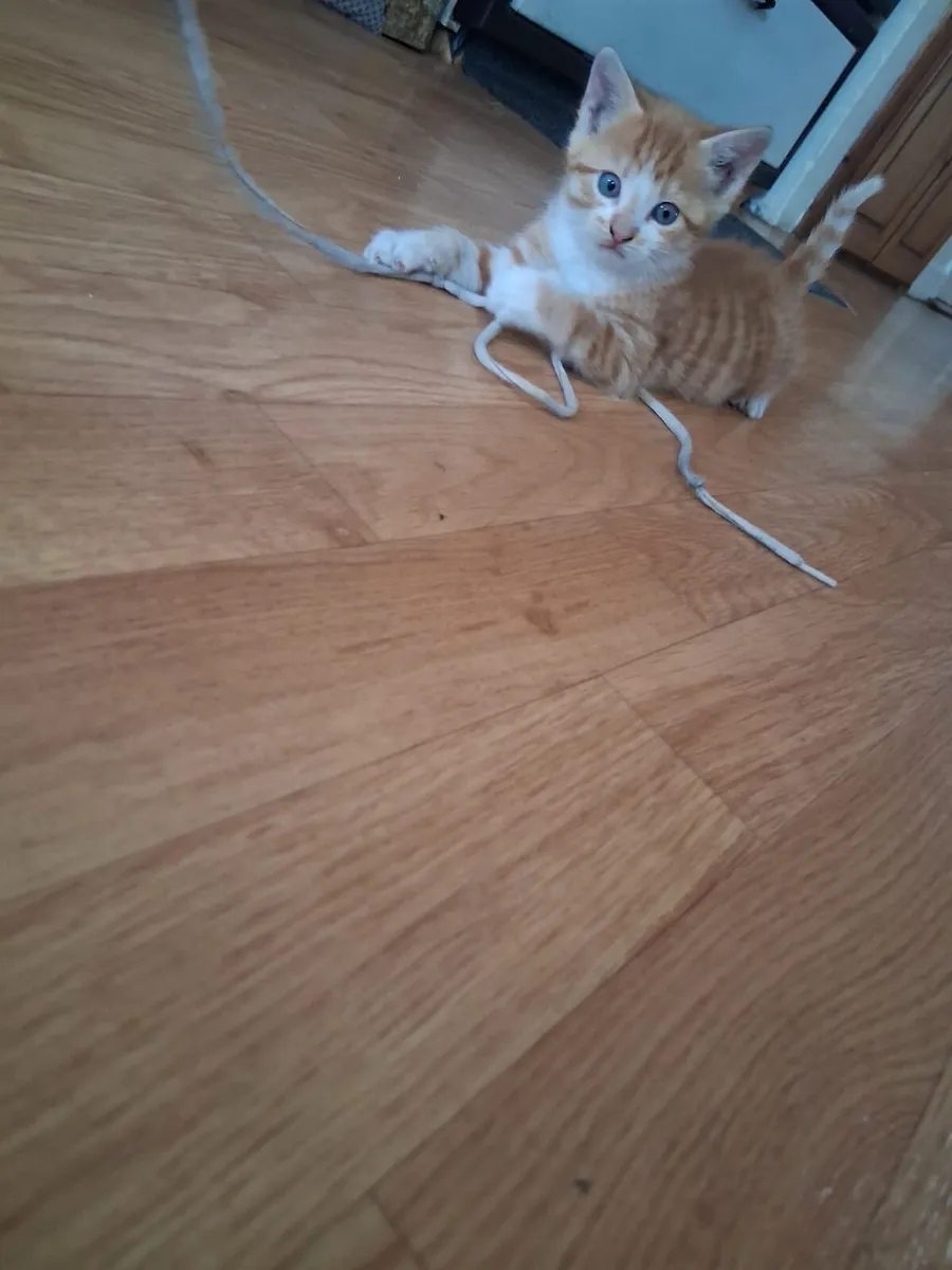 Beautiful Kittens - Image 2