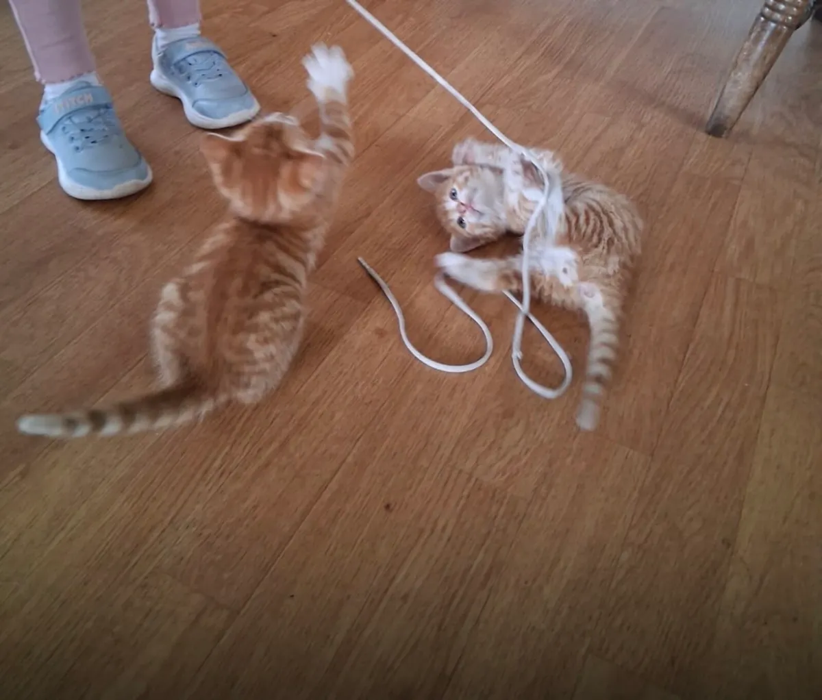 Beautiful Kittens - Image 3