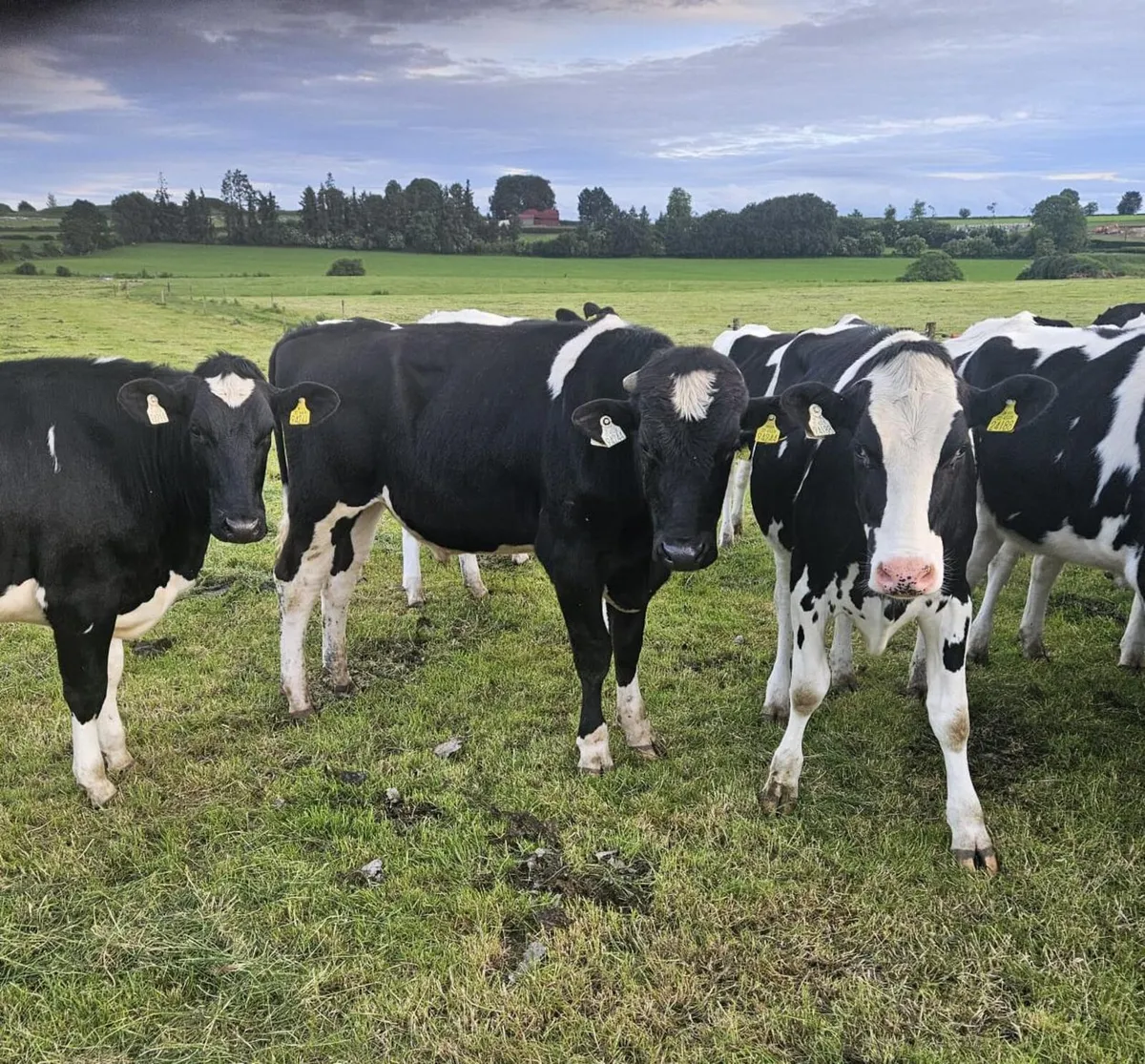 Holstein friesian bull