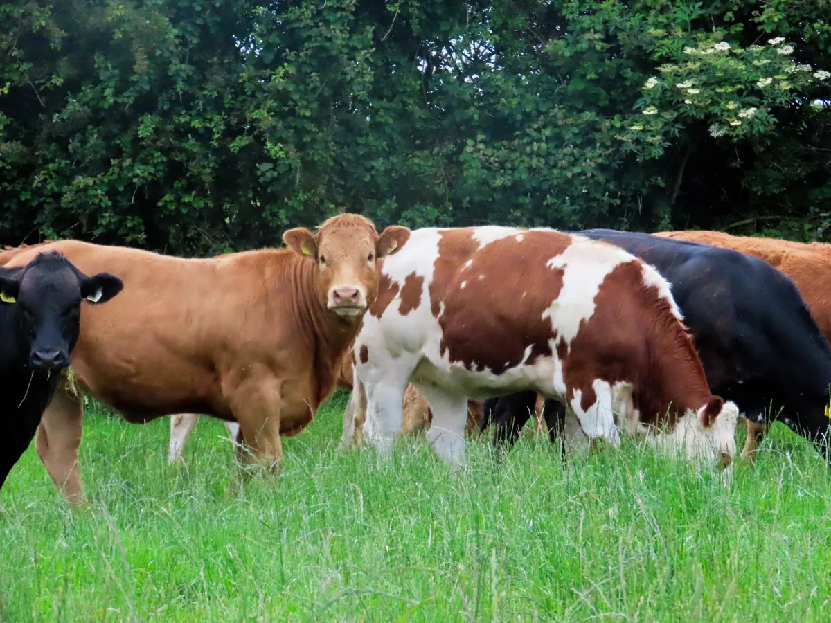 15 super breeding Heifers for sale ⭐️ - Image 1