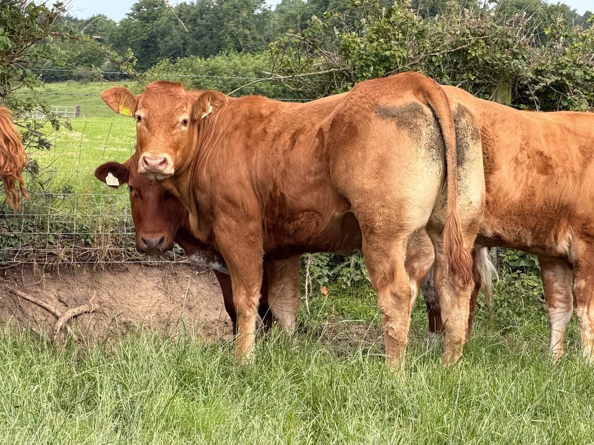 15 super breeding Heifers for sale ⭐️ - Image 2