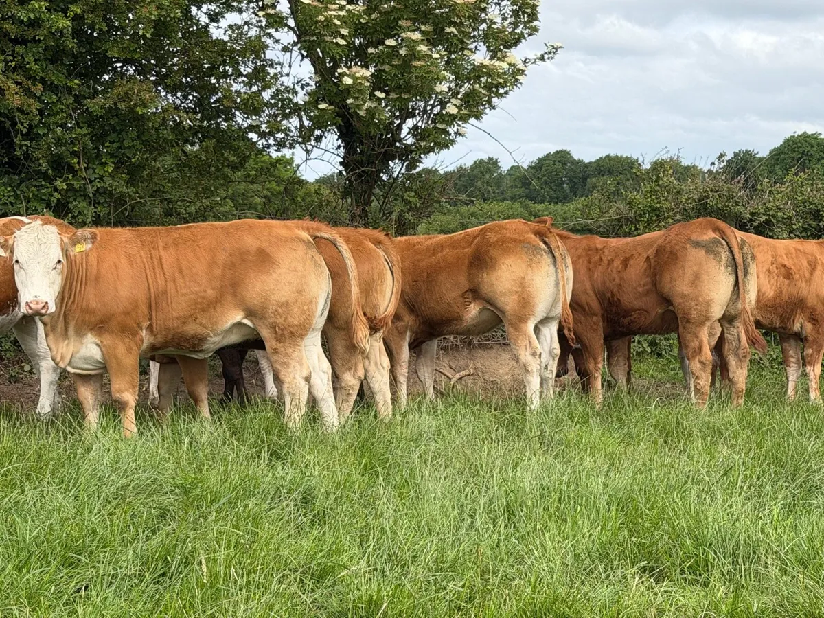 15 super breeding Heifers for sale ⭐️ - Image 3