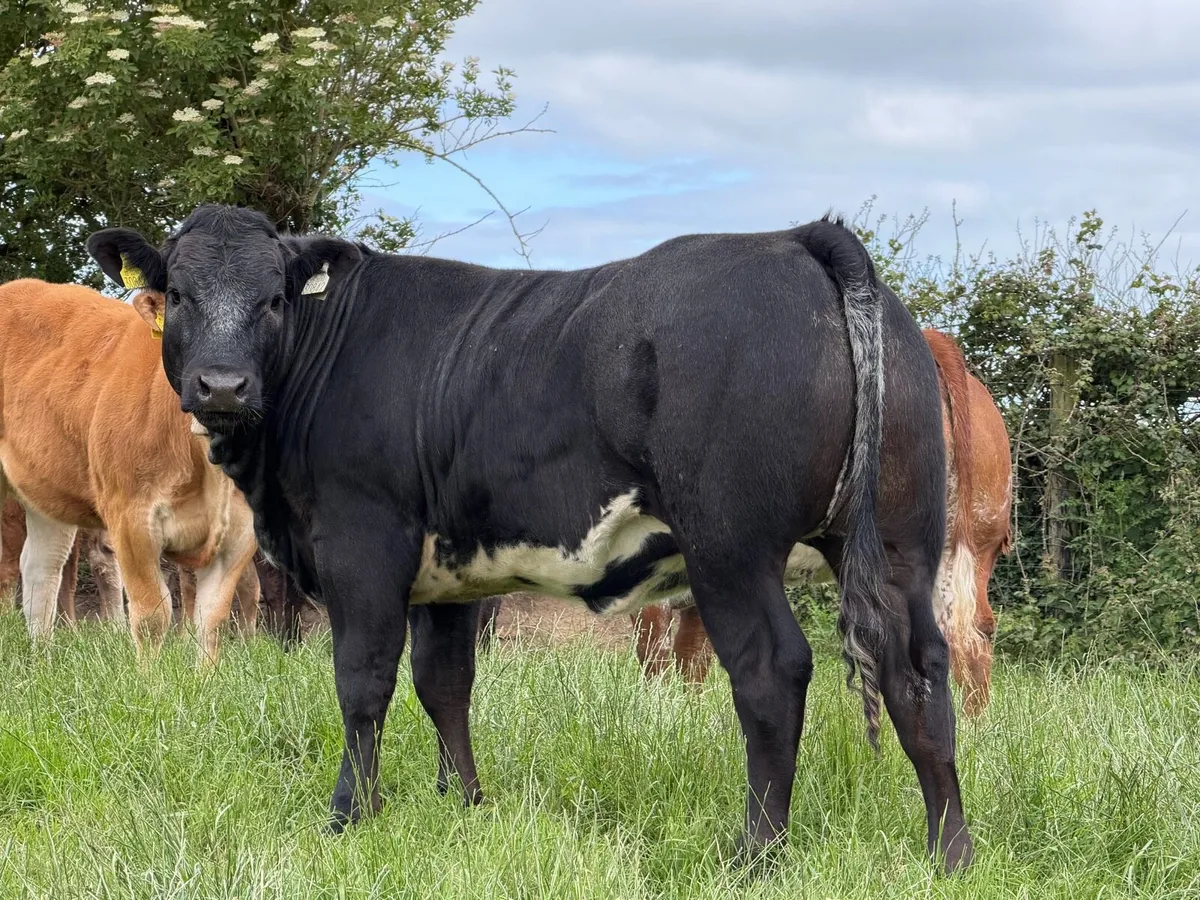 15 super breeding Heifers for sale ⭐️ - Image 4