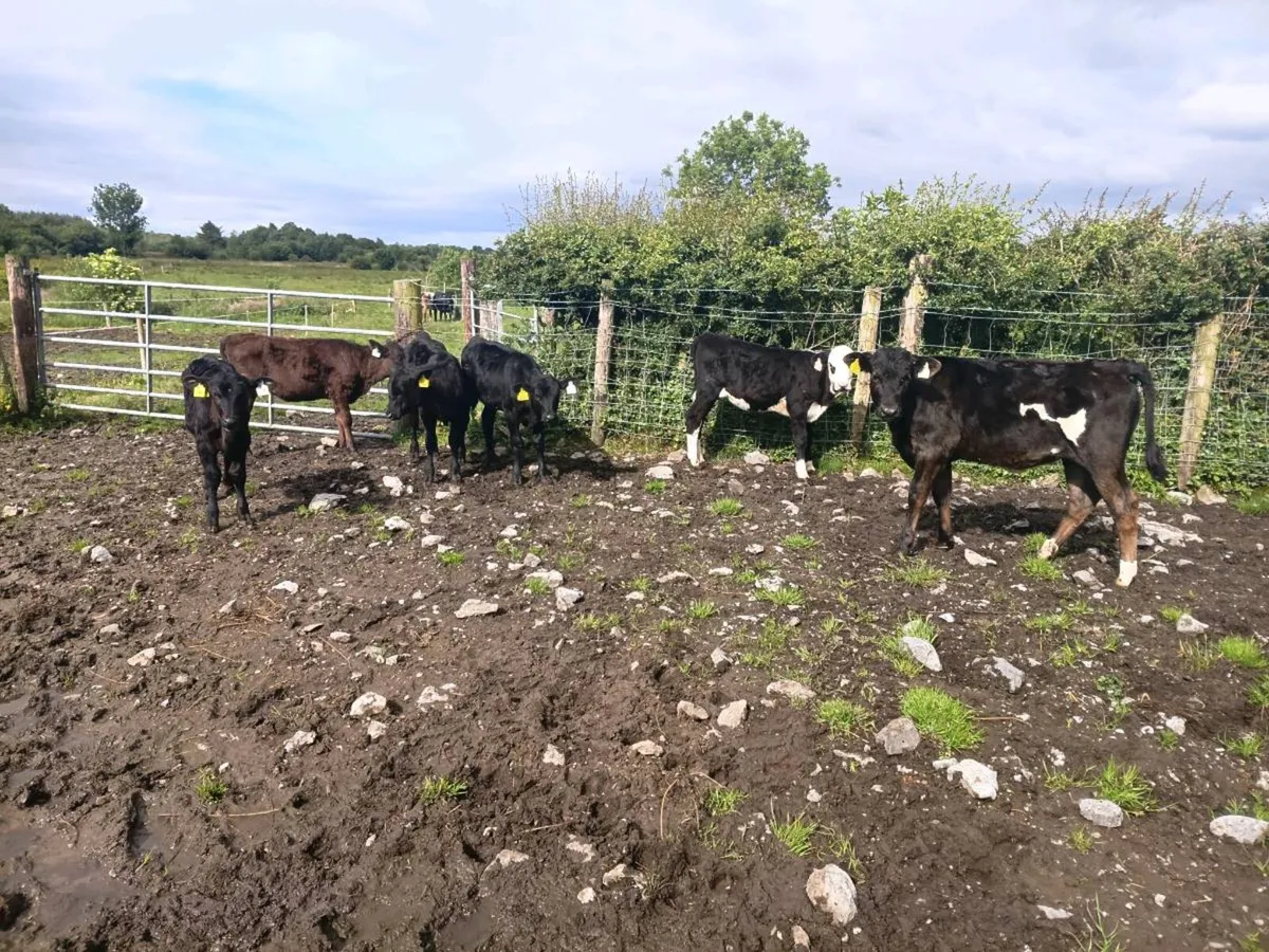 Reared Heifer Calves