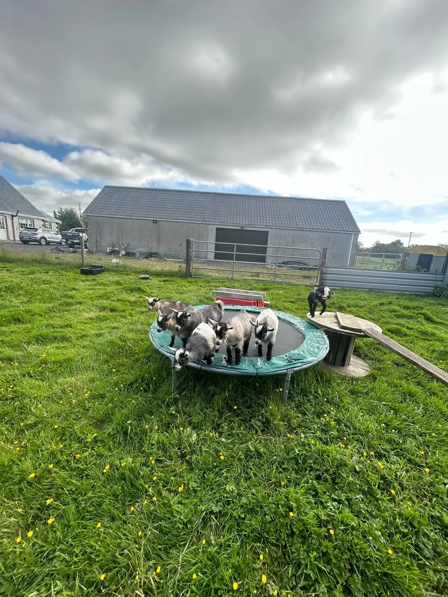 Pygmy goats - Image 1