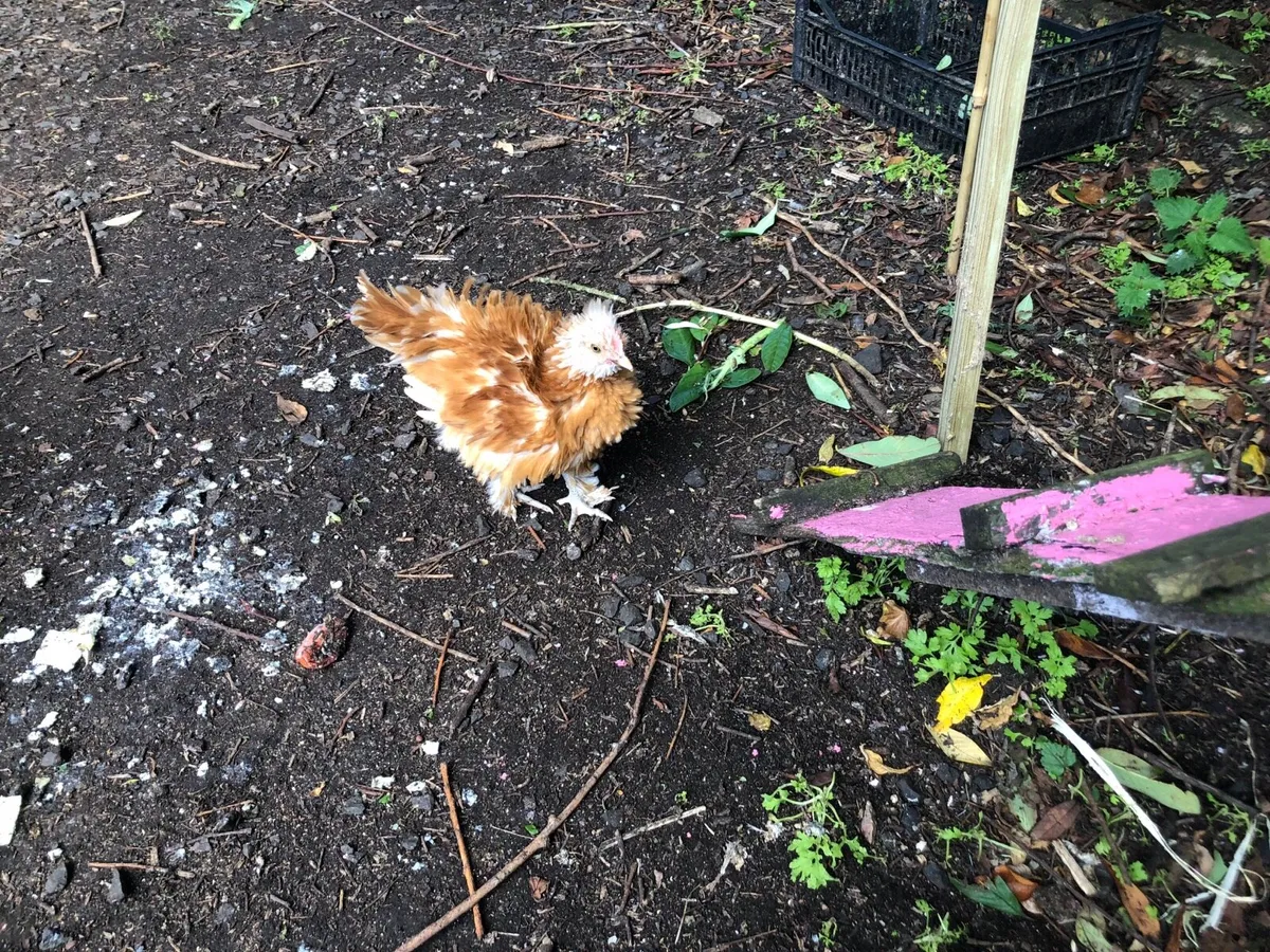 Young Pekin Frizzel - Image 2