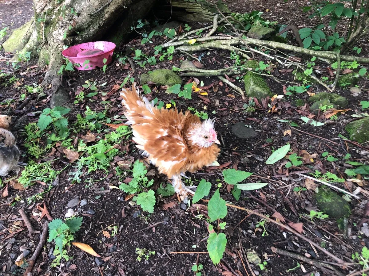 Young Pekin Frizzel - Image 4