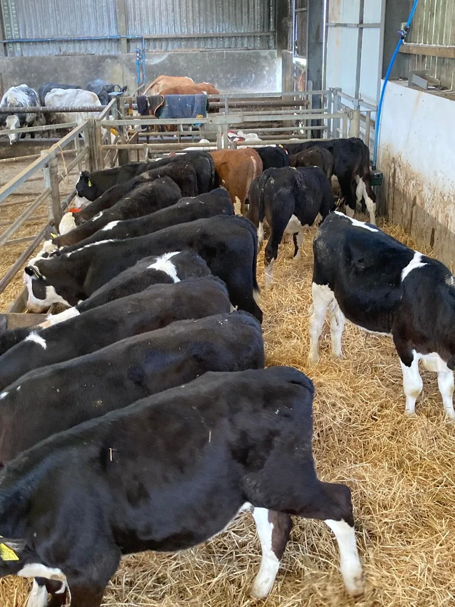 15 top quality Hereford bulls - Image 2