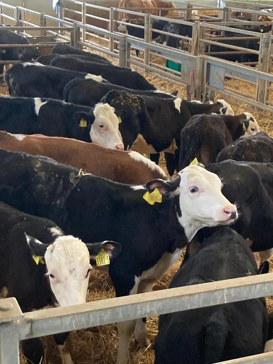 15 top quality Hereford bulls - Image 3