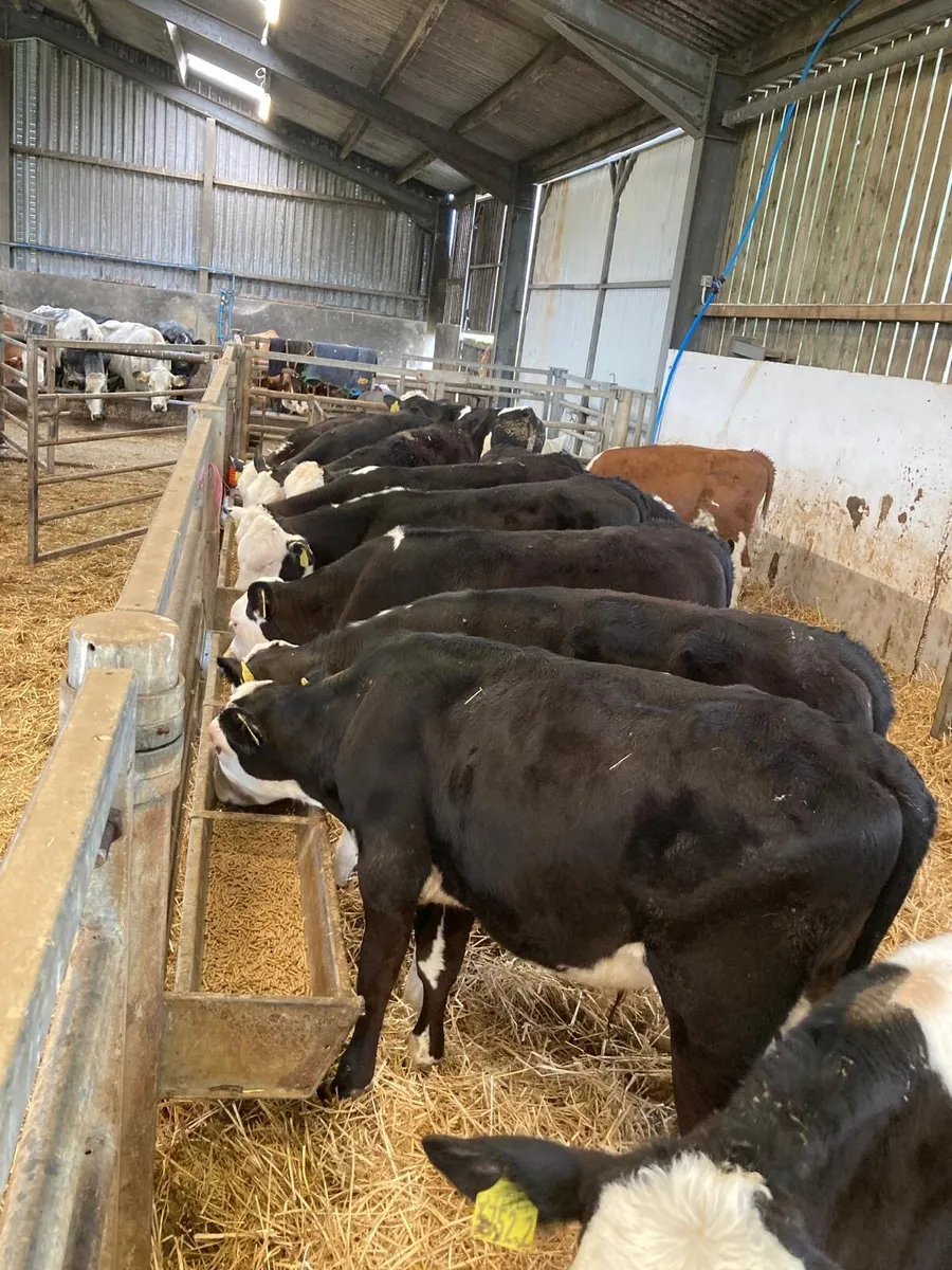 15 top quality Hereford bulls - Image 4