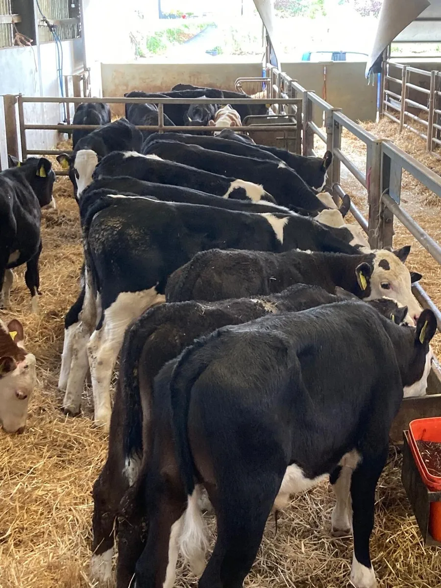 15 top quality Hereford bulls - Image 1