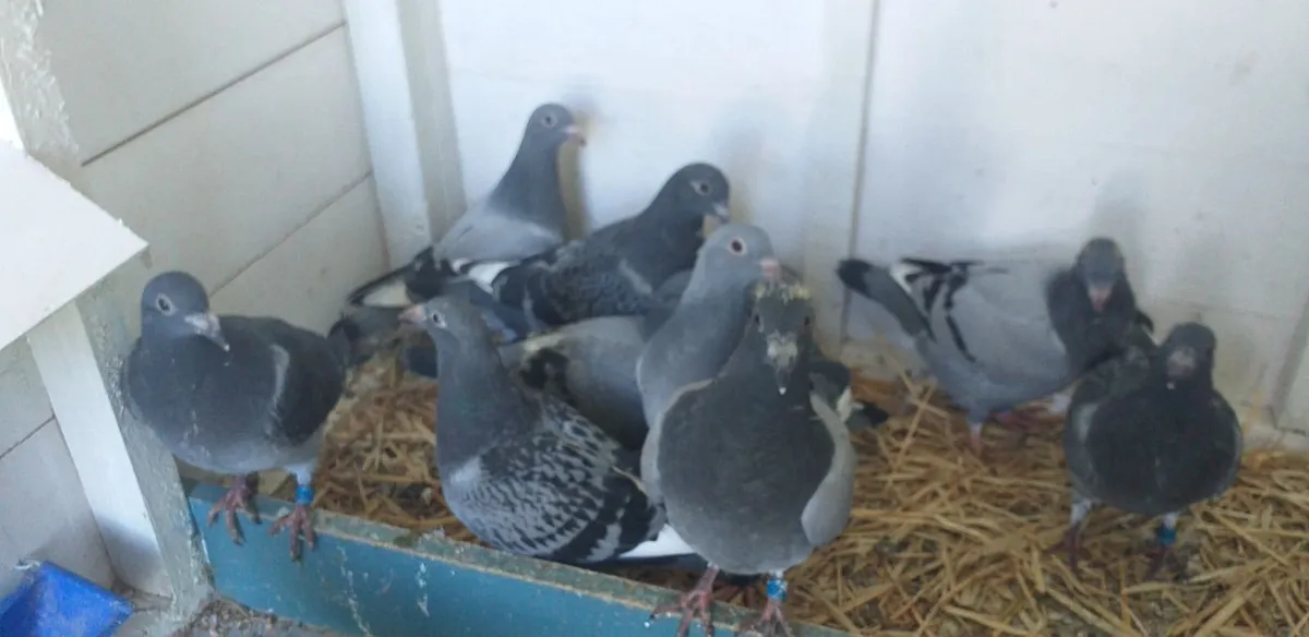 Pigeons - Image 2