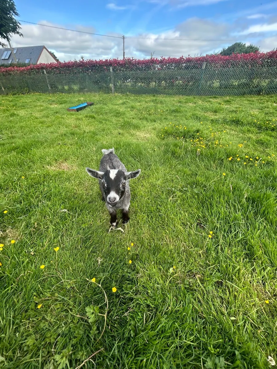 Pygmy goats - Image 2