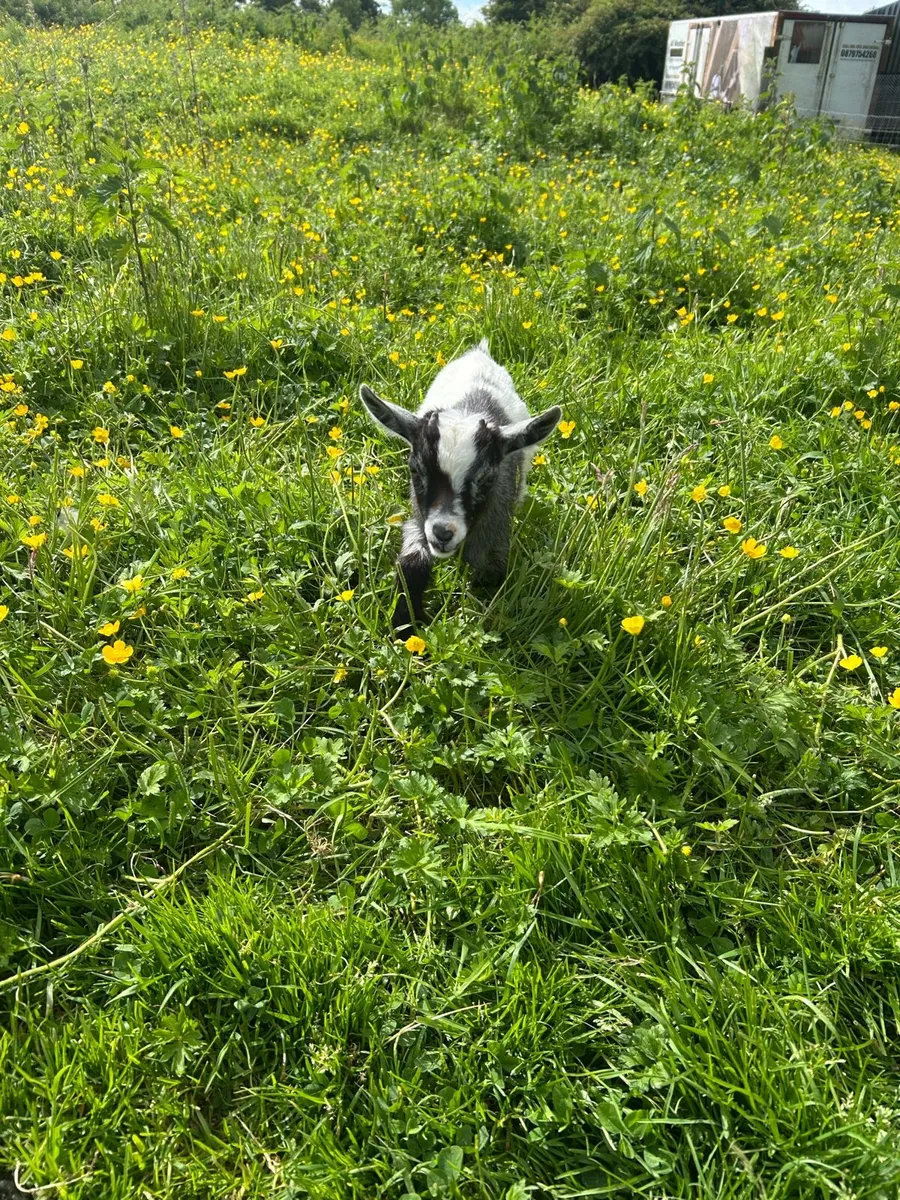 Pygmy goats - Image 3