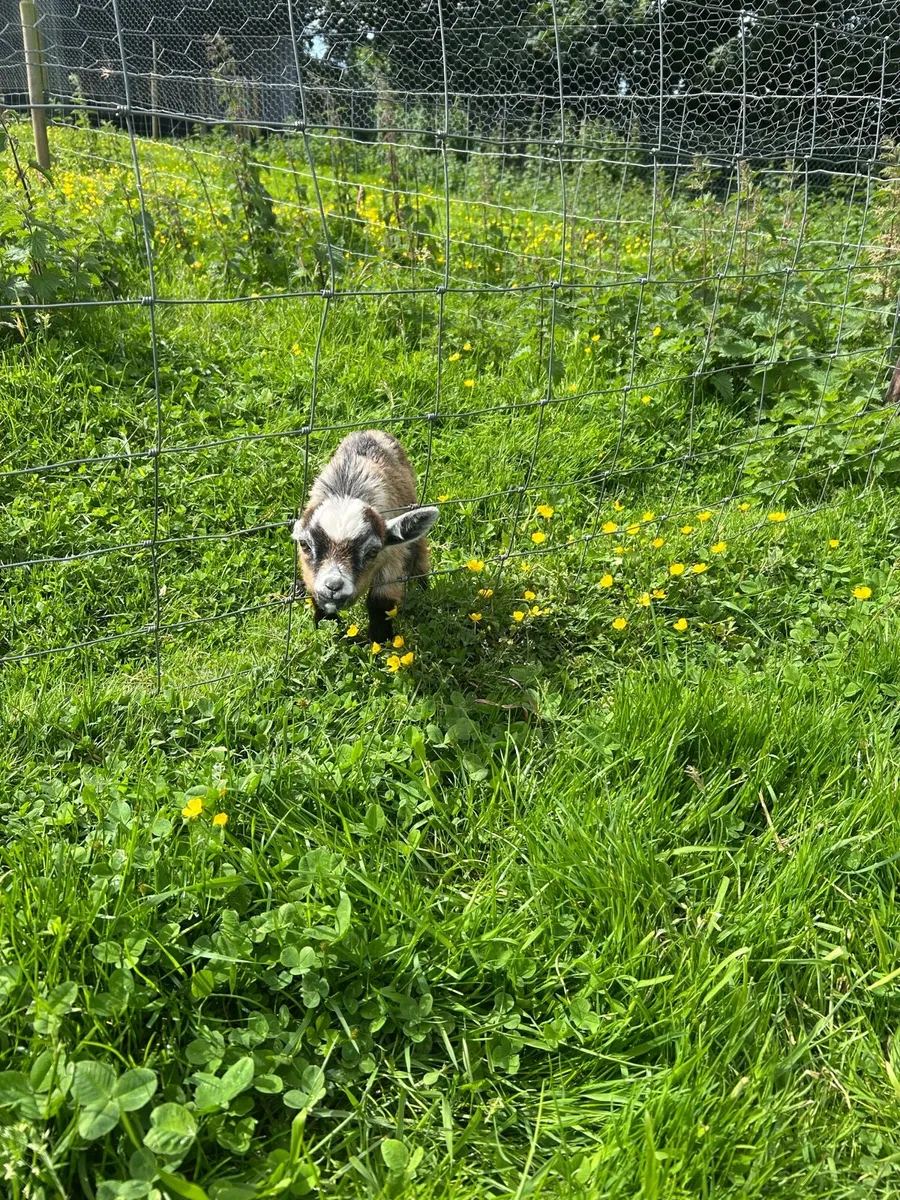 Pygmy goats - Image 4
