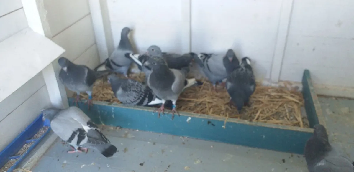 Pigeons - Image 1