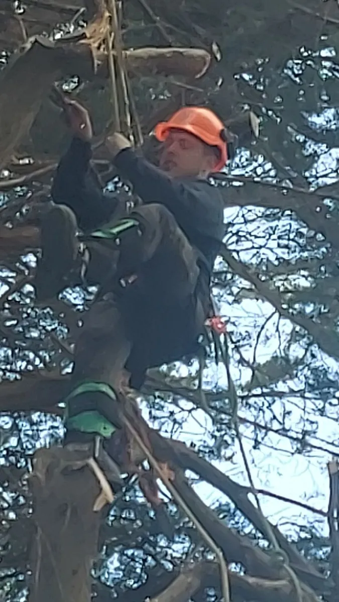 Tree service & Hedge cutting, Dublin - Image 2
