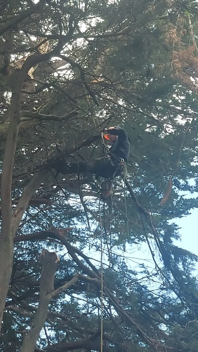 Tree service & Hedge cutting, Dublin - Image 3