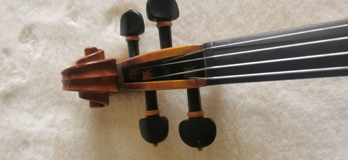 Viola - Image 2