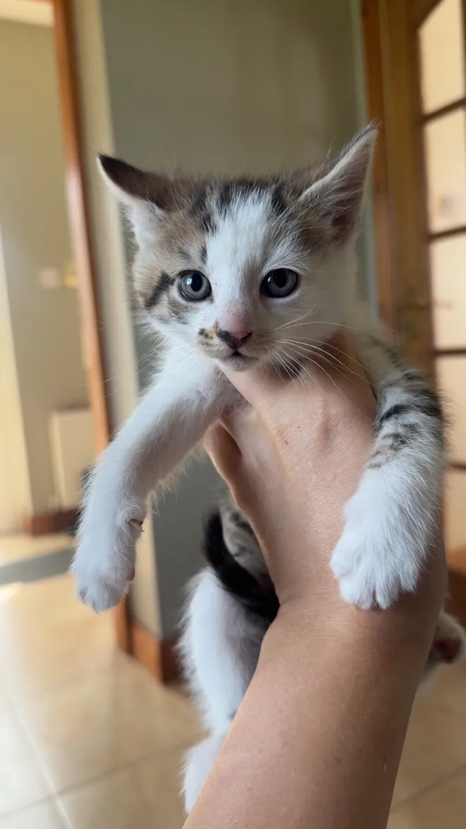 Kittens - Image 4