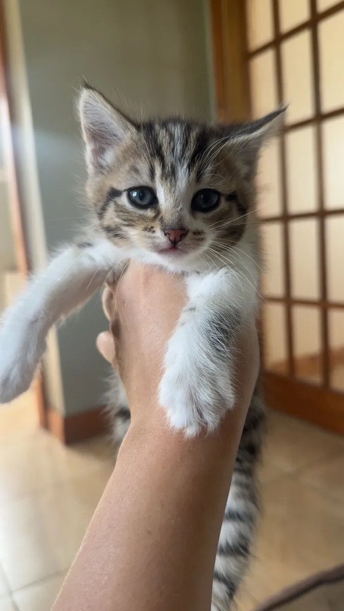 Kittens - Image 2