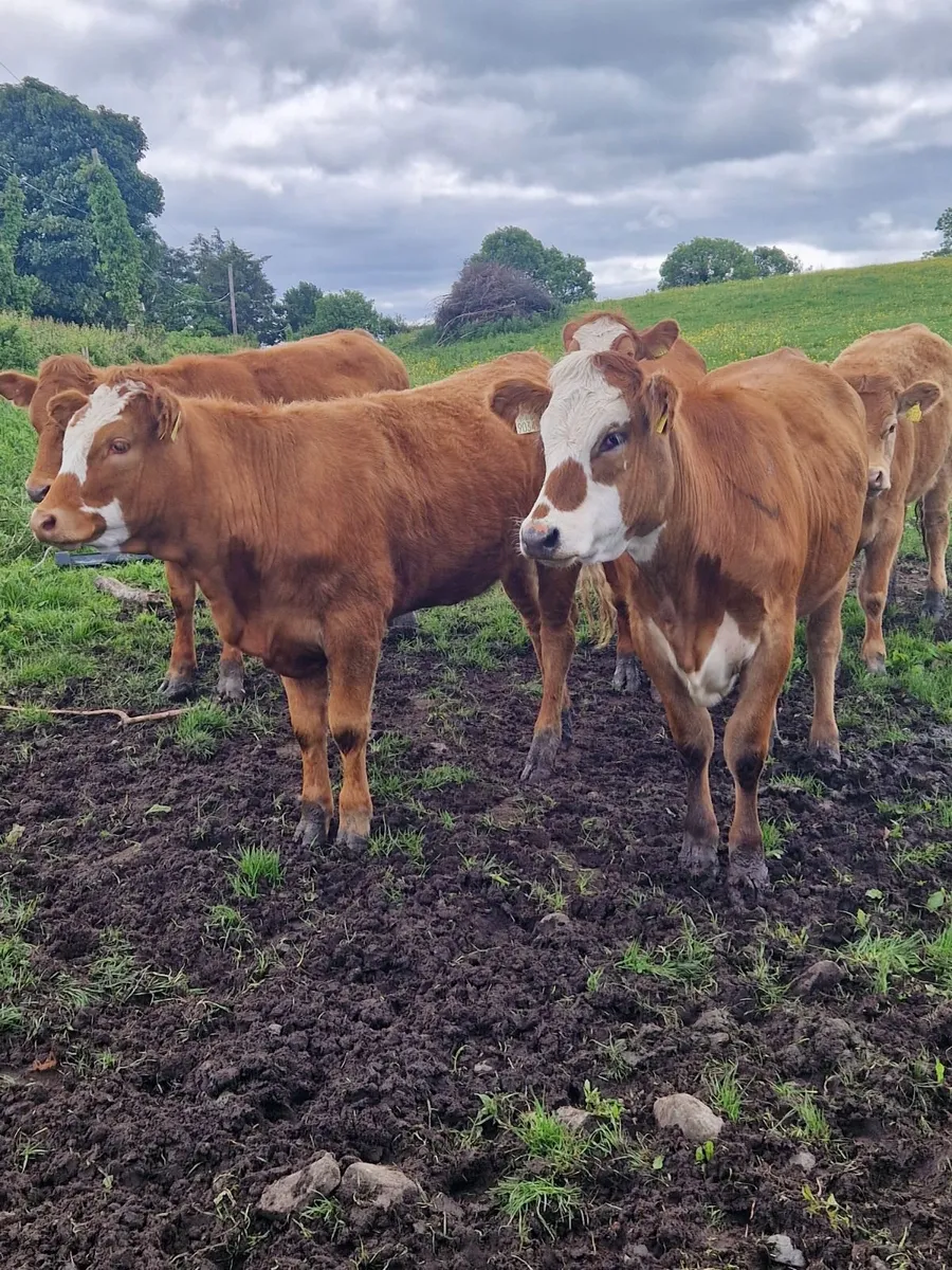 8 Simmental x Limousine - Image 1