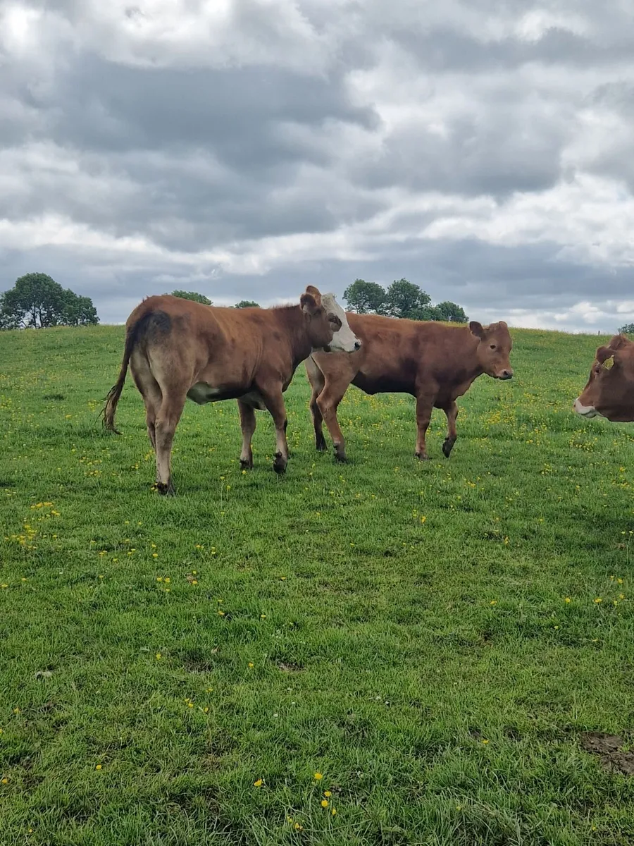 8 Simmental x Limousine - Image 2