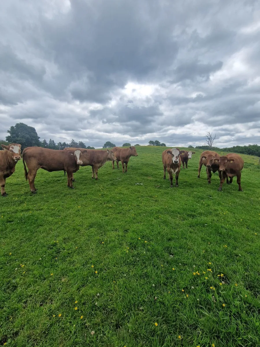 8 Simmental x Limousine - Image 3