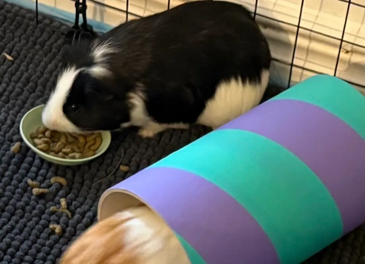 2 male guinea pigs - Image 2